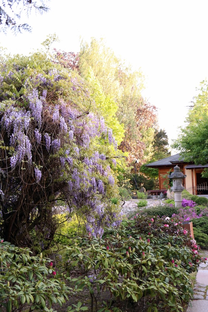 ogród japoński
